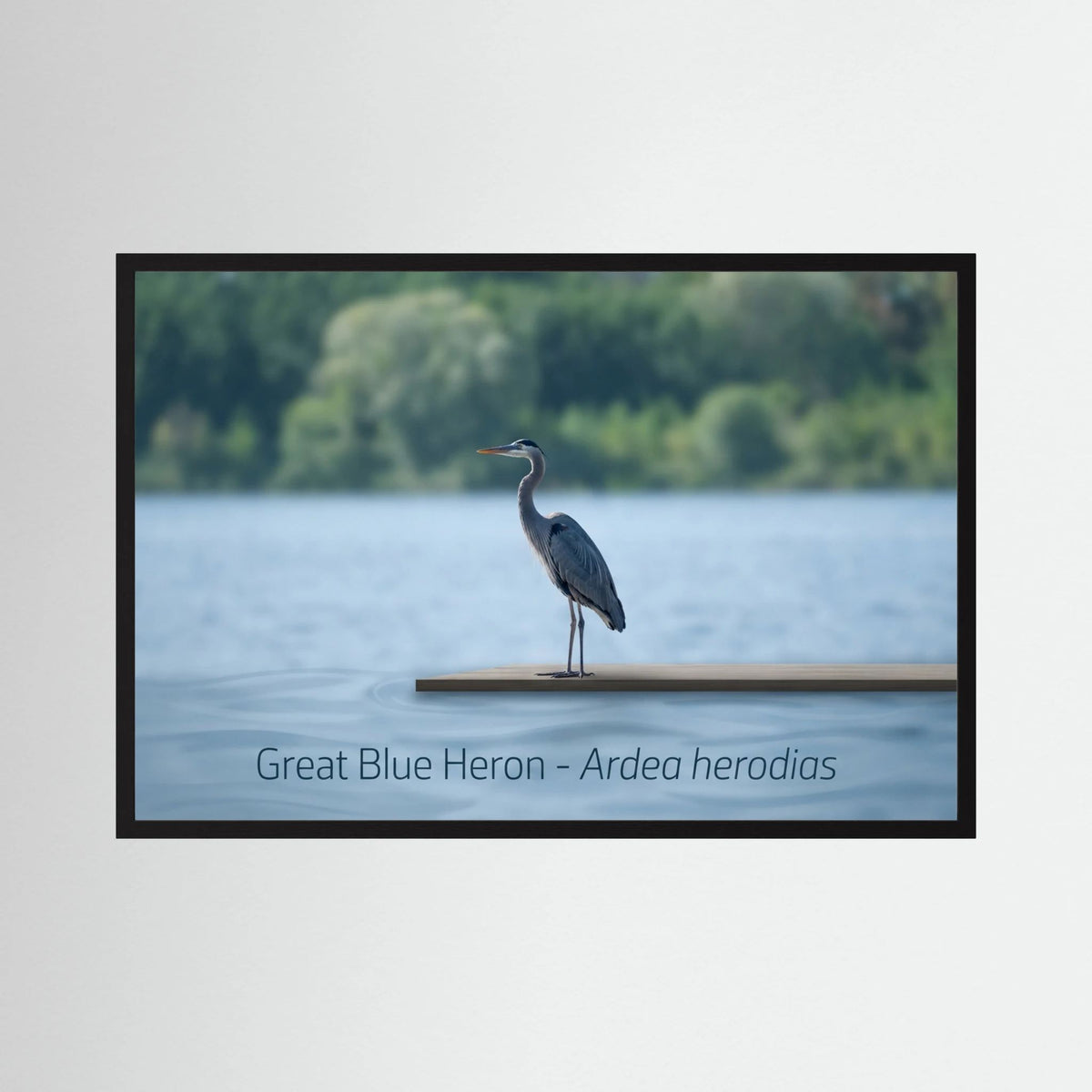 Great Blue Heron standing gracefully by the water's edge in serene landscape.