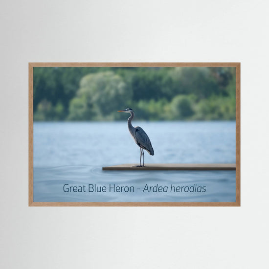 Great Blue Heron Standing Gracefully by the Water's Edge