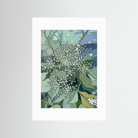 Elderflower Pre‑Bloom Cluster