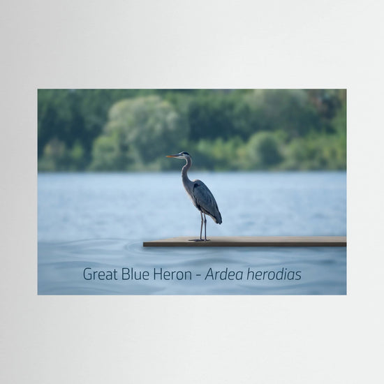 Great Blue Heron Standing Gracefully by the Water's Edge