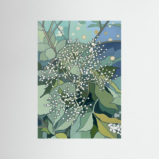 Elderflower Pre‑Bloom Cluster