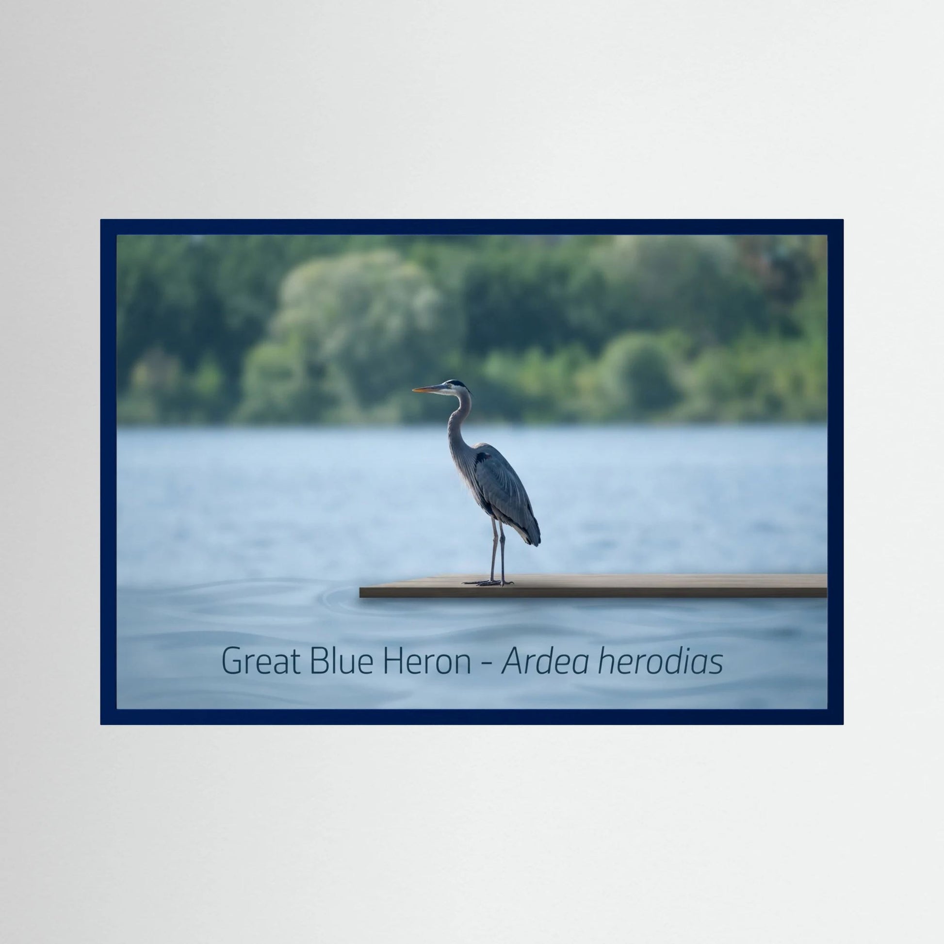 Great Blue Heron Standing Gracefully by the Water's Edge