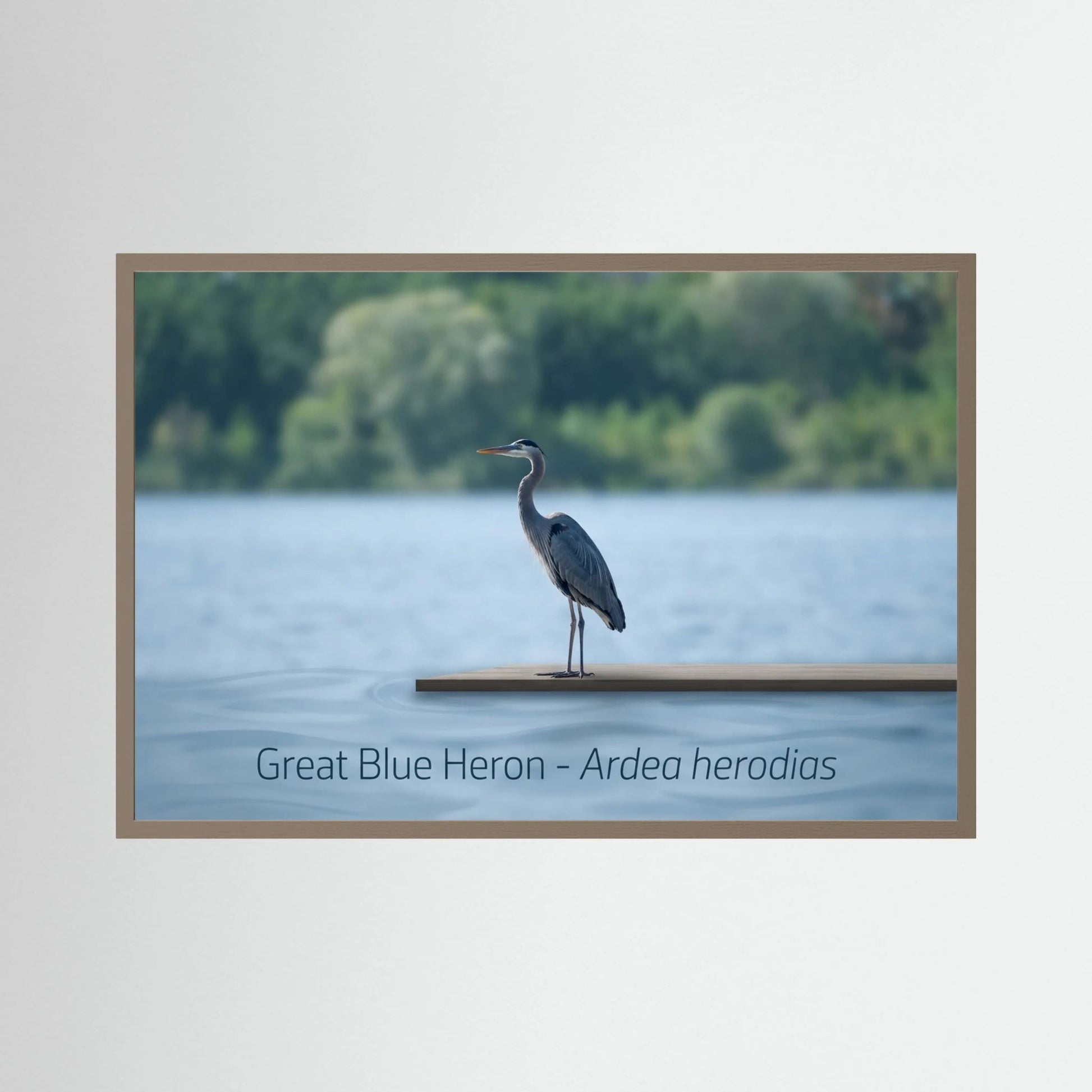 Great Blue Heron Standing Gracefully by the Water's Edge
