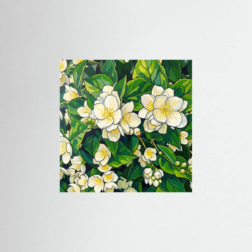 Flowering Jasmine - en botanisk illustration av jasminblommor med vita kronblad och gröna blad.